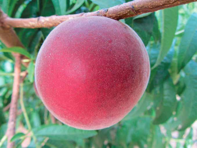 ŞEFTALİPeach