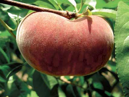 Blossom : Medium Late blossom time. Resistant to spring frost. Evaluation : It s a white flesh flat peach with big size and high productivity. High yield capacity and low production costs.