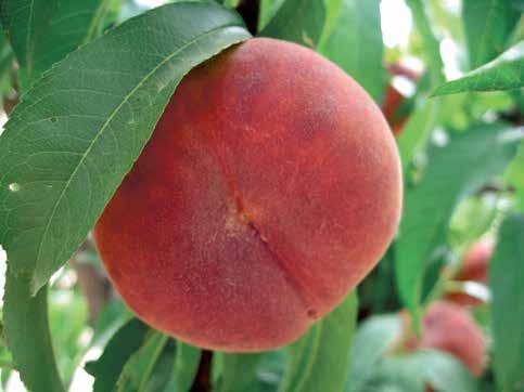 Fruit : It s a white flesh flat peach with excellent colour, good close and perfectly round shape, very symmetrical.despite its early ripening has good size.