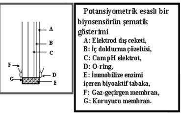 1.7.1.2. Potansiyometri Temelli Biyosensörler Potansiyometri bilindiği gibi en genel anlamda bir çalışma ve referans elektrot arasındaki potansiyel farkının ölçümünü temel almaktadır.