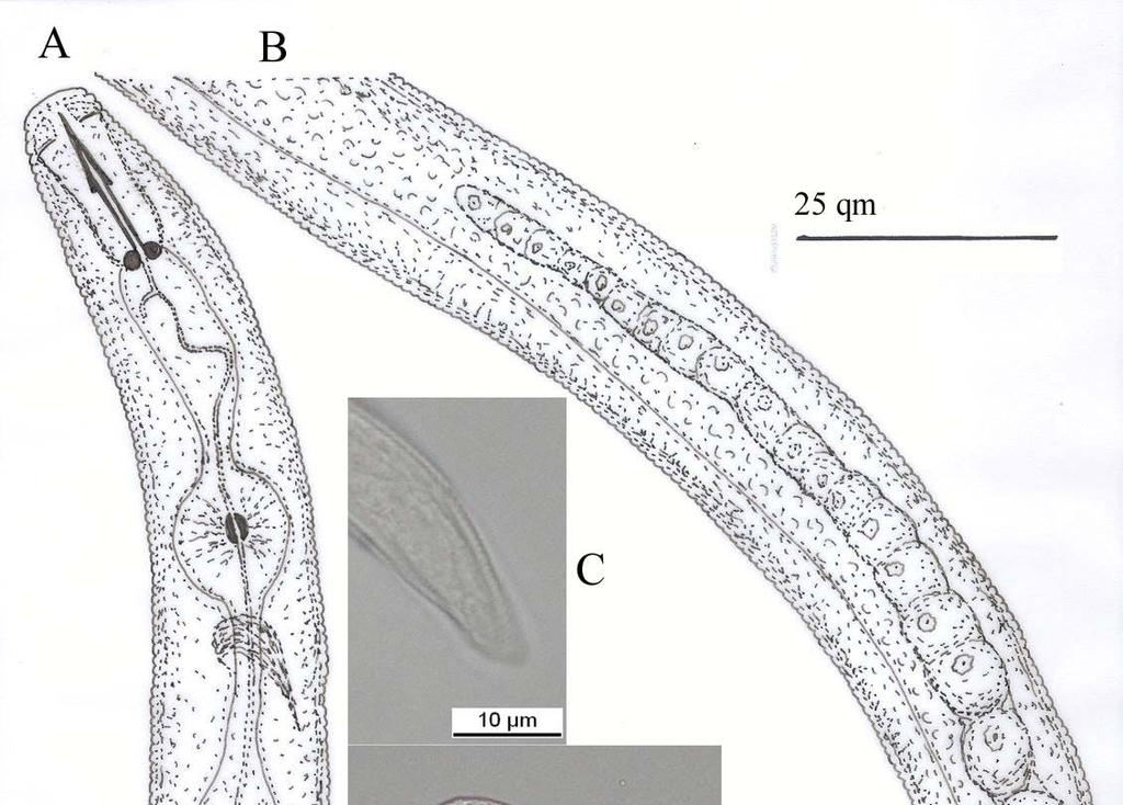 Şekil 3.11. A-D. Pratylenchus.