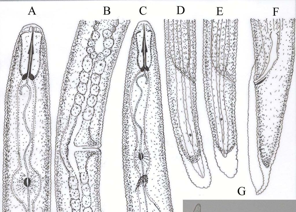 Şekil 3.13. A-H. Pratylenchoides alkani.