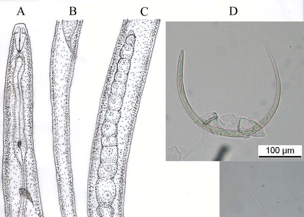 Şekil 3.4. A-F. Filenchus.vulgaris.