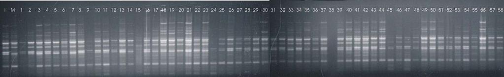 EK 5. Bazı primerlere ait PCR bant desenleri OPI-1 primerine ait DNA bant desenleri (I-Italia, M-mercan, 1-1, 2-4, 3-7, 4-11, 5-19, 6-46, 7-47, 8-69, 9-71, 10-78, 11-84, 12-89, 13-97, 14-98, 15-101,
