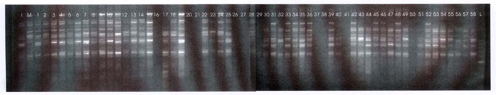 OPI- 4 primerine ait DNA desenleri (I-Italia, M-mercan, 1-1, 2-4, 3-7, 4-11, 5-19, 6-46, 7-47, 8-69, 9-71, 10-78, 11-84, 12-89, 13-97, 14-98, 15-101, 16-106, 17-112, 18-119, 19-132, 20-143, 21-149,