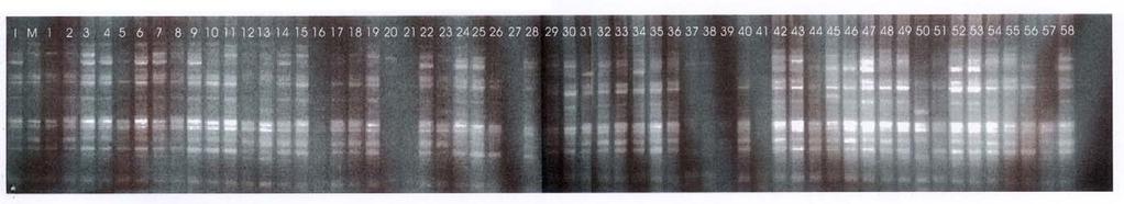 OPB-20 primerine ait DNA desenleri (I-Italia, M-mercan, 1-1, 2-4, 3-7, 4-11, 5-19, 6-46, 7-47, 8-69, 9-71, 10-78, 11-84, 12-89, 13-97, 14-98, 15-101, 16-106, 17-112, 18-119, 19-132, 20-143, 21-149,