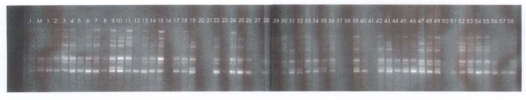 OPC-9 primerine ait DNA desenleri (I-Italia, M-mercan, 1-1, 2-4, 3-7, 4-11, 5-19, 6-46, 7-47, 8-69, 9-71, 10-78, 11-84, 12-89, 13-97, 14-98, 15-101, 16-106, 17-112, 18-119, 19-132, 20-143, 21-149,