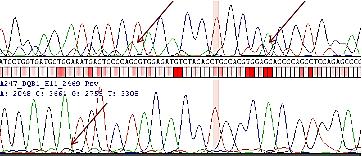 3 PCR ürününün temizlenme sorunu ExoSAP yetersiz Temiz Sekanslama