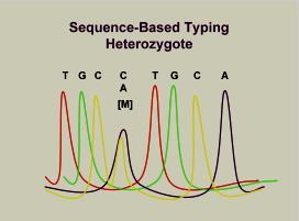 International Union of Biochemistry Nomenclature Committee (IUB) Kodları R= A ve G (purine) Y= C ve T (pyrimidine) K= G ve T