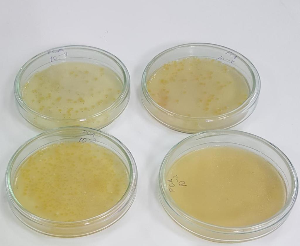 3.2.2.2. Plate Count Agar (Merck 1.05463); PCA Toplam aerobik mezofilik bakteri sayımında kullanılan genel katı besiyeridir [45].