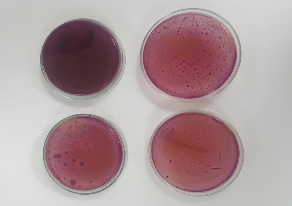 Resim 3.2.2.3. VRBA besi yerinde üreyen koloniler 3.2.2.4. Potato Dextrose Agar (Merck 1.10130) Standart mikrobiyolojik analizlerde maya ve küfler için selektif katı besiyeri olarak kullanılır [45].