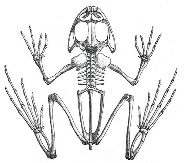 İç iskelet (omurgalılar) İSKELET TÜRLERİ Göğüs kemiği (sternum)