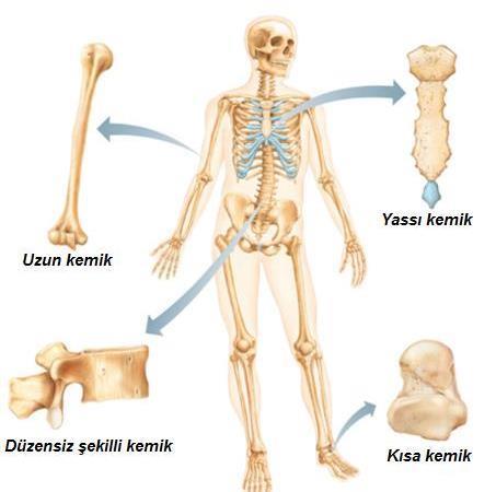 İNSAN İSKELETİ İç iskelet (omurgalılar-insan) Dört çeşit kemik 1.