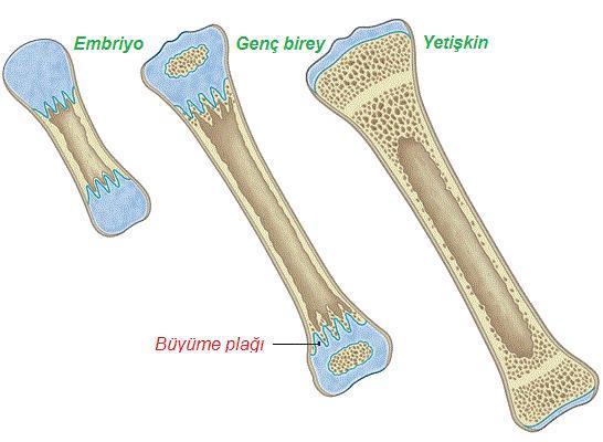 KEMİK OLUŞUMU Sürekli yapım (osteoblast) ve yıkım (osteoklast).