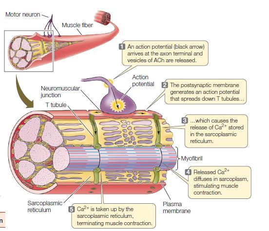 Motor nörondan asetil kolin salgılanır Sarkoplazmik retikulumda depolanmış kalsiyum (Ca +2 ) iyonları serbest