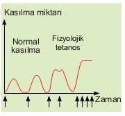 KASLARIN KASILMA MEKANİZMASI Fizyolojik tetanos: Kas kasılma evresinden sonra tekrar uyarılıncaya kadar dinlenir Kısa aralıklarla sık sık uyarılırsa tam gevşeyemez ve bir süre sonra sürekli kasılı