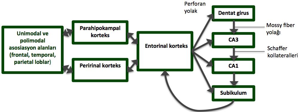 8 Şekil 2.3. Hipokampal formasyonun bağlantıları Hipokampus ve diğer hipokampal yapıların başlıca fonksiyonları öğrenme, bellek ve uzaysal oryantasyonla ilişkilidir.