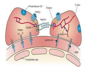 Farklı patogenetik mekanizmalar sorumlu Podositler hem anatomik hem de fonksiyonel olarak glomeruler filtrasyon