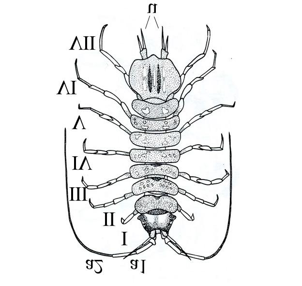 204 Isopoda takımının üyeleri Amphipodların aksine sırttan yassılaşmış olmalarıyla karakteristiktirler (Şekil 1.6.). Karapasları bulunmaz.