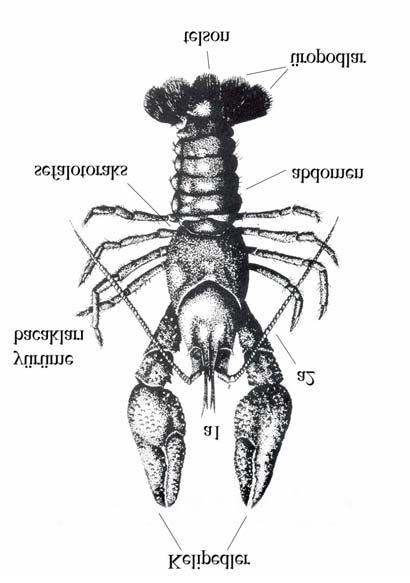 207 Şekil 1.8. Bir Astacid Decapod un genel görünümü (Gledhill vd.