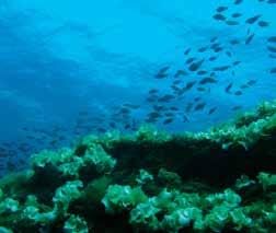 Ancak, scuba-diving önemli bir disiplin, hobi olmanın ötesinde. Ve bu disipline uyulması durumunda, karmaşık şehir yaşamında yüz yüze geldiğimiz tehlikelerin yanında çok masum kalıyor.