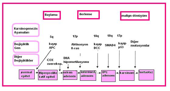 gösteren kolorektal karsinomların %90 ında tek başına gösterilmesi, kolorektal karsinogenezde TGFbeta nın rolü olduğunun önemli bir göstergedir 4. 2.8.6.