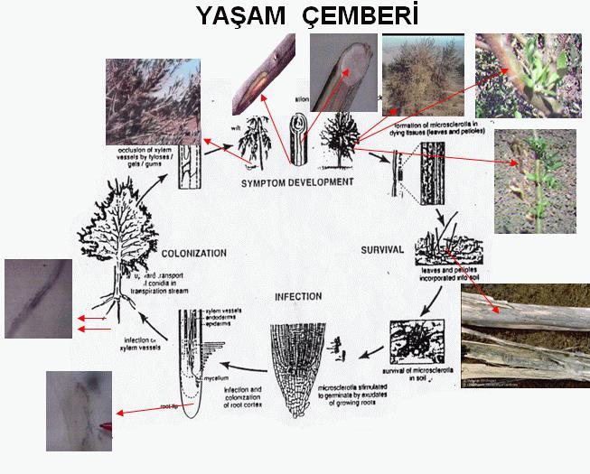 6. Zeytin Virüs Hastalıkları Zeytinde zararlı olan önemli virüs hastalıkları bulunmaktadır.