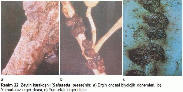 Yükseklik yarım küre şeklinde, H harfine benzeyen yapının çevresi iyice çukurlaşmış, mum tabakası iyice belirmiştir(resim 22 b). Yumurtalı ergin dişi, mat siyahımsı koyu kahve renktedir.