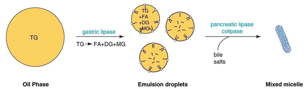 Yağların sindirim ve emilimindeki problem çözünürlüklerini sağlamaktır. Lipitler hidrofobiktir ancak lipaz enzimi suda çözünür ve ancak yağ damlacıklarının yüzeyinde etkilidir.