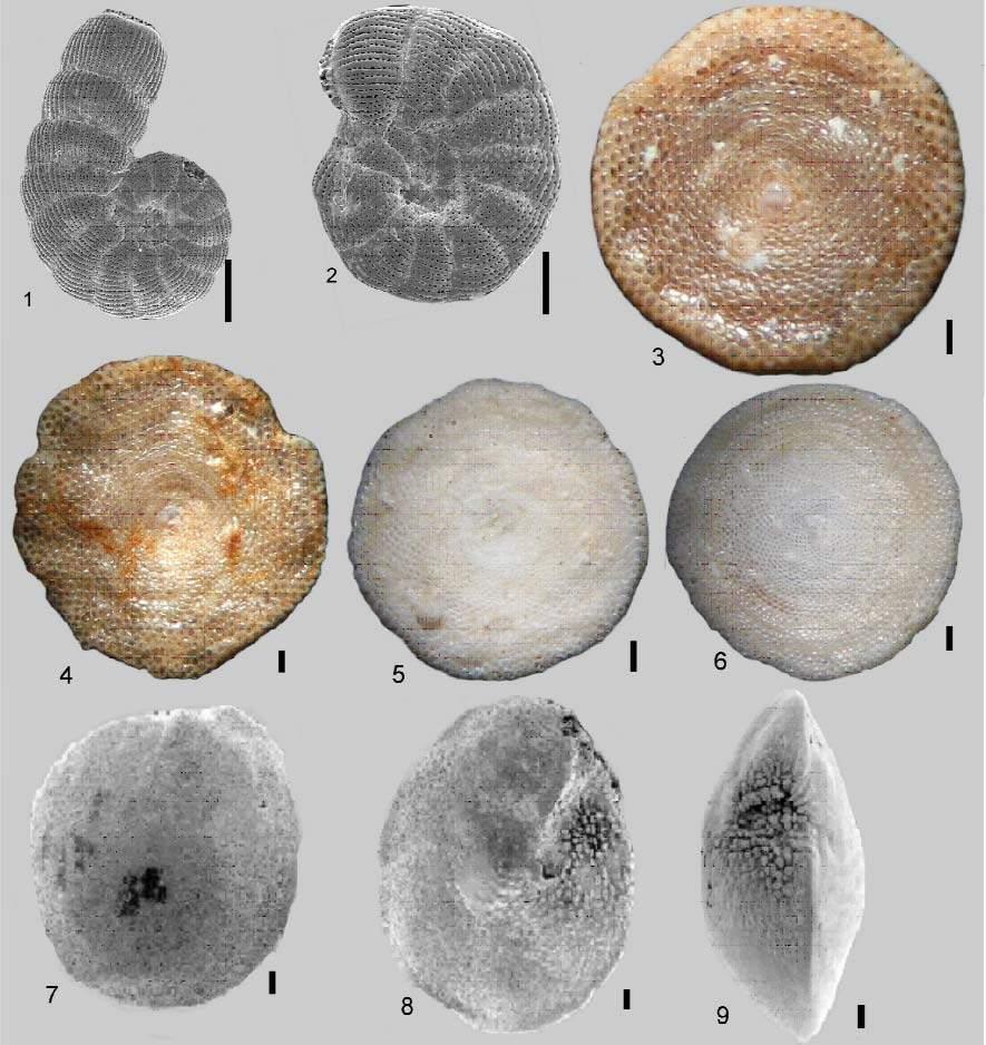 Meriç ve dið. Þekil 3b. Peneroplis arietinus (Batsch), dýþ görünümler, Ilýca Koyu, Çeþme-Ýzmir. 3-4, Amphisorus hemprichii Ehrenberg, dýþ görünümler, Bodrum-Muðla.