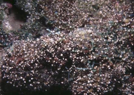 Bodrum güneyinde deniz içindeki kayalýklarda gözlenen Amphisorus hemprichii Ehrenberg bireyleri (Meriç ve dið., 2008b; foto: Baki Yokeþ). Figure 5.