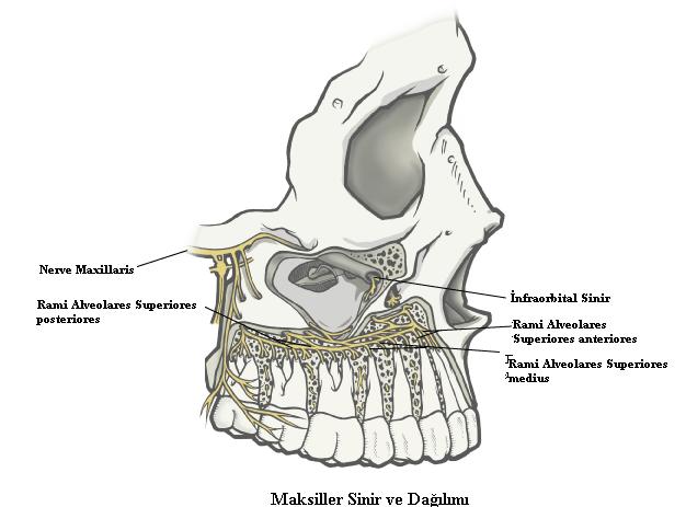 25 1.2.2.4. Rami Alveolares Superiores Anteriores N. infraorbitalis'ten canalis infraorbitalis in ortalarında ayrılır.