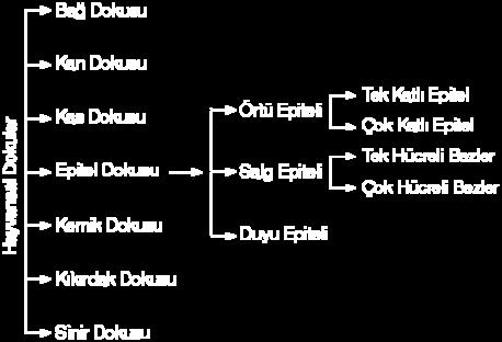 EPİTEL DOKUSU Vücudun ve iç organların dış kısmını örten, vücut boşluklarının tavanlarını döşeyen bir dokudur. Hücreleri arasında ara madde çok az bulunur.