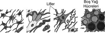b. Çok Hücreli Bezler : Birden fazla salgı yapan hücrelerden meydana gelir. Salgısını döktüğü yere göre ikiye ayrılır. Ekzokrin Bezler : Salgısını bir kanalla dışarıya boşaltan bezlerdir.