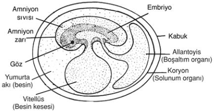 Şekil : Bir Kuş Embriyosu ve Oluşumları a. Amnion zarı : Embriyo vücudununu dışa doğru kıvrılıp embriyoyu saracak şekilde üstten birleşmesiyle oluşur.