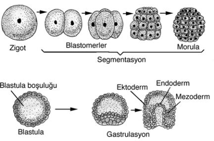 Gelişmenin Temel Olayları Gelişmenin ilk devrelerinde zigotta görülen çok hızlı mitoz bölünmelere, blastula isimli embriyonun oluşmasına segmantasyon denir.