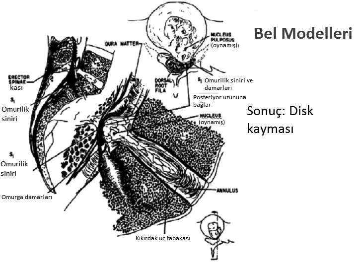 Belin Biyomekanik Modelleri Şekil 7.