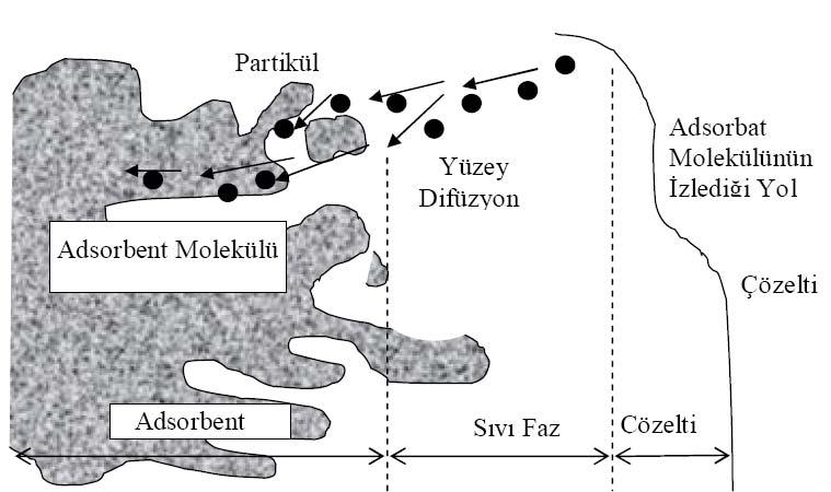 Şekil 2.1. Adsorbent içerisinde ve yüzeyinde partikül ve film difüzyonu Şekil 2.1. e göre adsorpsiyon esnasında film ve partikül difüzyonu ile adsorbantın adsorbent üzerine bağlanma şekli görülebilir.