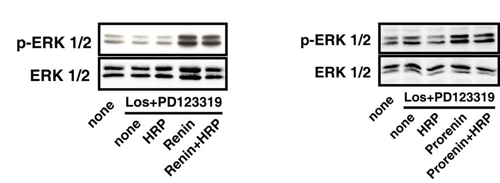 HRP, VSMC signal transduktion de