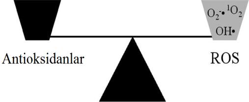 8 1.1.4. Oksidatif Stres Oksidatif stres terimi reaktif oksijen türlerinin oluşumu ve antioksidan savunma sisteminin dengesinin bozulması anlamına gelmektedir (Auroma, 1998; Çakatay ve Kayalı, 2006).