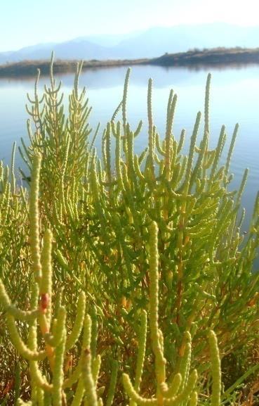 Tek fark, agar dilüsyon yönteminde antibiyotik sulandırımlarının agar içine konması ve petri plaklarına dökülmesidir. Böylece her plakta antibiyotiğin farklı konsantrasyonları bulunur.