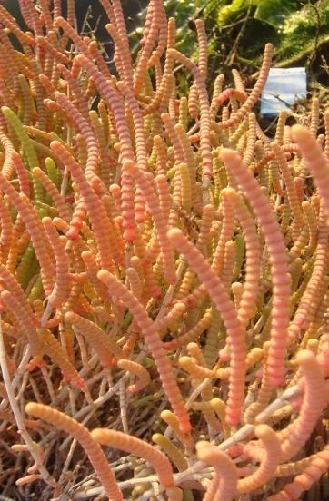 İşlem görmüş sebze ve salata, fermente gıda, turşu ve şarap içerik maddesi olarak tüketilmektedirler.