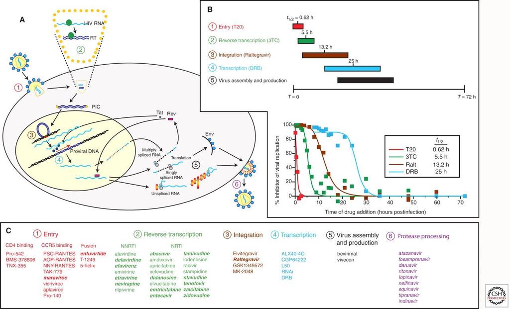 Identifying distinct steps in HIV-1 life cycle as potential or current target for antiretroviral drugs. Eric J.