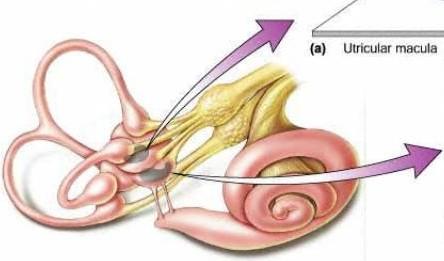 Vestibuler sistem Periferik Otolitik yapılar Utrikulus