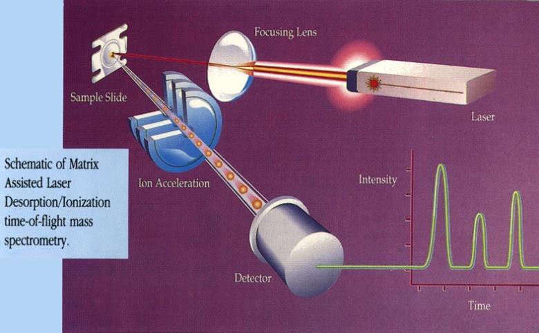 MALDI-TOF