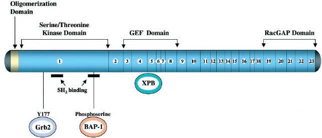 bulunur. Bu bölge DNA tamir mekanizmasında görevli olan Xeroderma pigmentosum-b yi (XPB) fosforile eden ve fonksiyonunu baskılayan bölgedir.