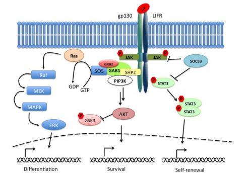 Şekil 2.8: Jak/Stat yolağı (41) 2.2.3 PKB YOLAĞI: PI3 kinaz yolağı direkt olarak hücre bölünmesi, hücre farklılaşması, hücre çoğalması gibi olaylarla bağlantılıdır.