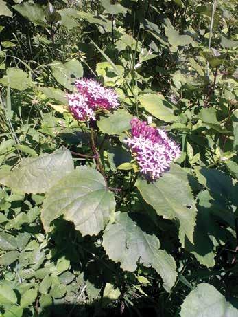 Clerodendrum L. (Kısmet ağacı) u cinsin adı Yunanca kleros: şans, kısmet, dendron: ağaç kelimelerinin bir araya gelmesinden oluşur.