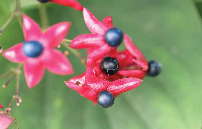 Clerodendrum tirchotomum Thunb. Hoş kısmet ağacı Egzotik Yayılışı Genel coğrafi yayılışı, Çin, Hindistan, Japonya, Kore ve Güney Doğu Asya dır.