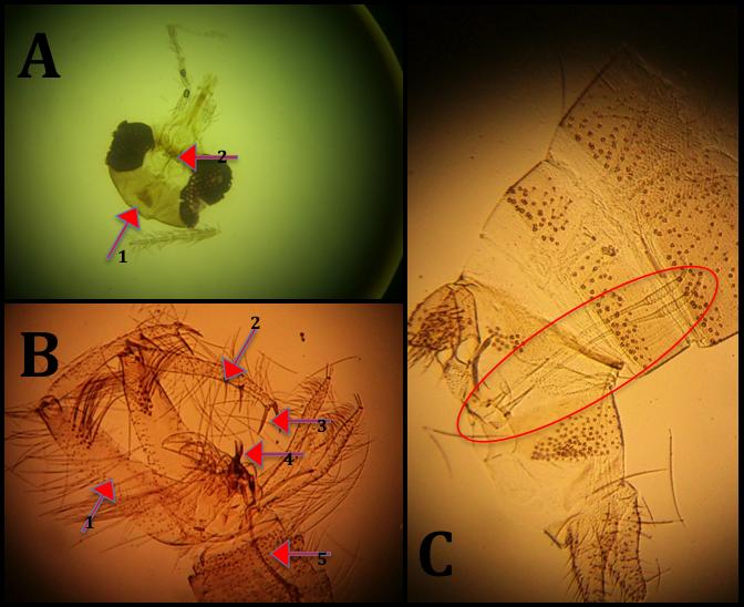 Şekil 3.3: Ergin Kum Sineğinin Teşhisinde Kullanılan Organlar ve Bölümleri: A: Baş Bölgesi; 1.Farinks, 2.Cibarium. B: Erkek Dış Genitalyası; 1.Coxite, 2. Style, 3.Spin, 4.Aedegus, 5.Sperm Kanalı.